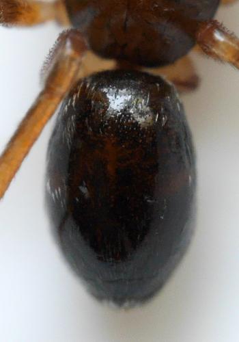 Phrurolithus (festivus-minimis)